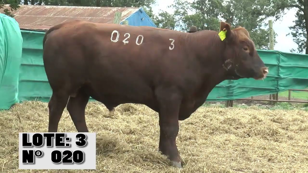 Lote 2 Toros a remate en La Empastada, Durazno