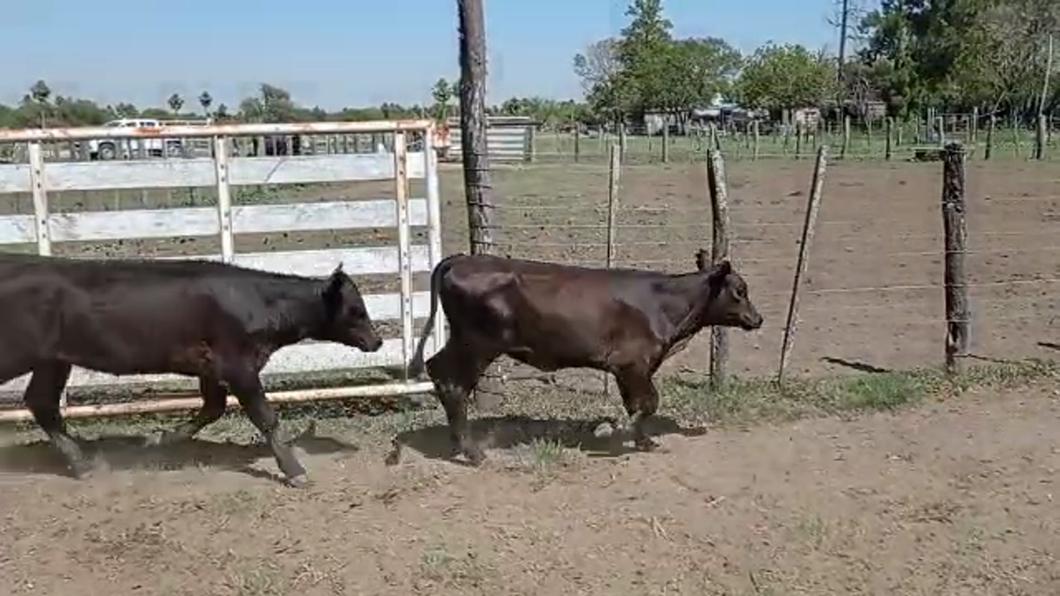 Lote 110 Novillitos y vaquillonas Braford y sus cruzas en Avellaneda, Santa Fe