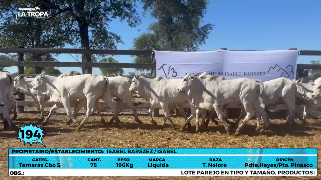 Lote LOTE 194