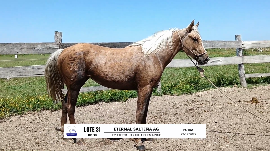 Lote ETERNAL SALTEÑA AG