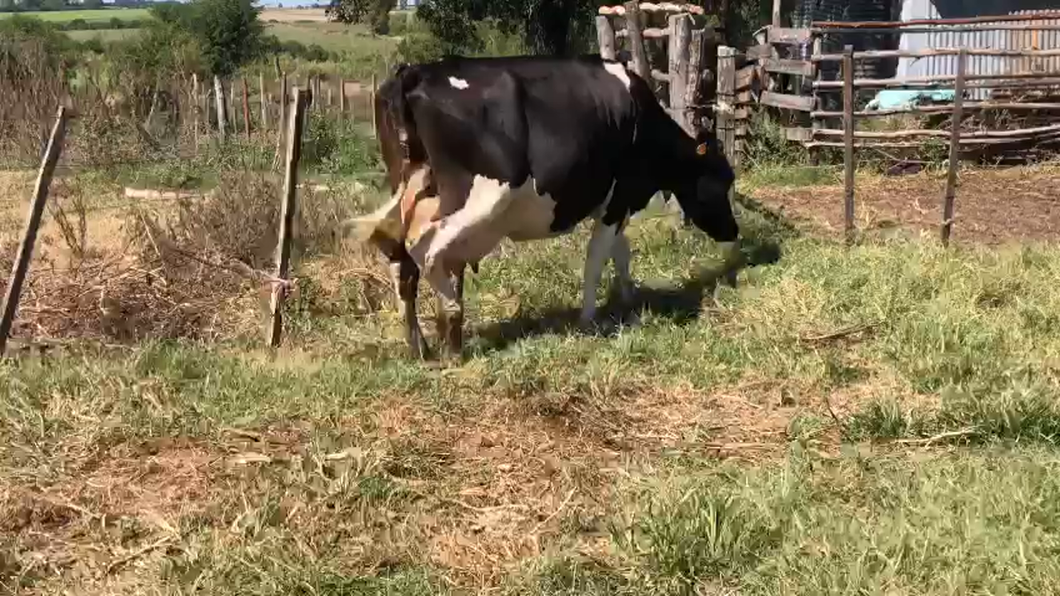 Lote 1 vaca en produccion holando