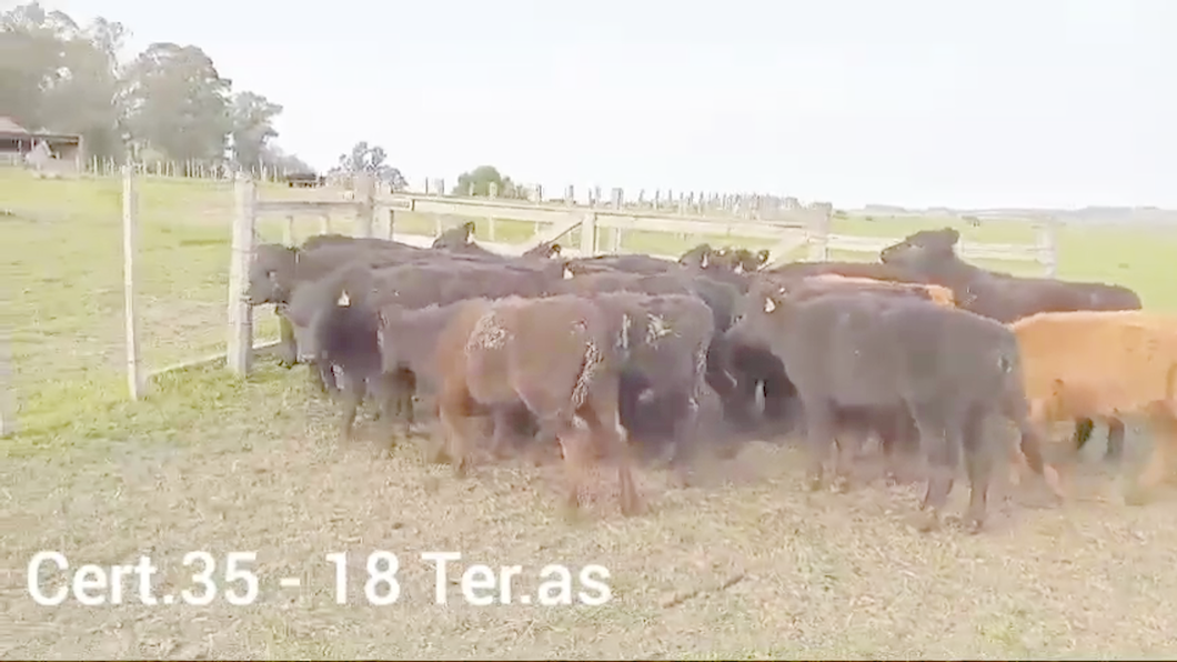 Lote 18 TERNERAS