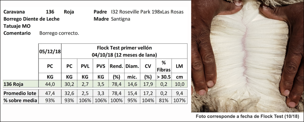 Lote Caravana 136