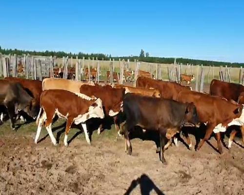 Lote 45 Terneros en Concepción, Corrientes