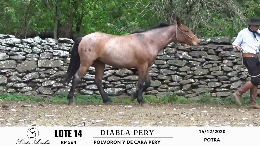 Lote DIABLA PERY