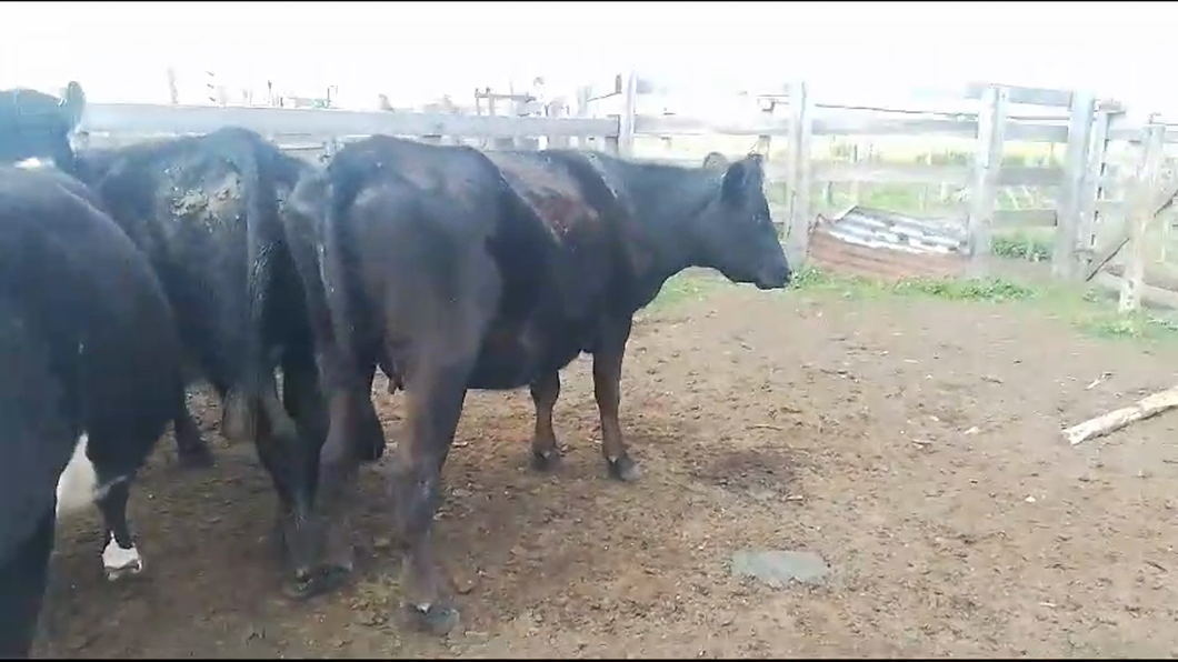 Lote 4 Vaquillonas  Prox CR AA HE a remate en Pantalla Camy  en Chamizo