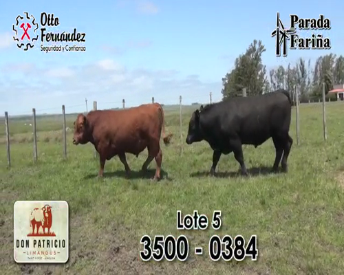 Lote TOROS LIMANGUS