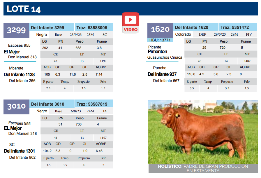 Lote Lote 14