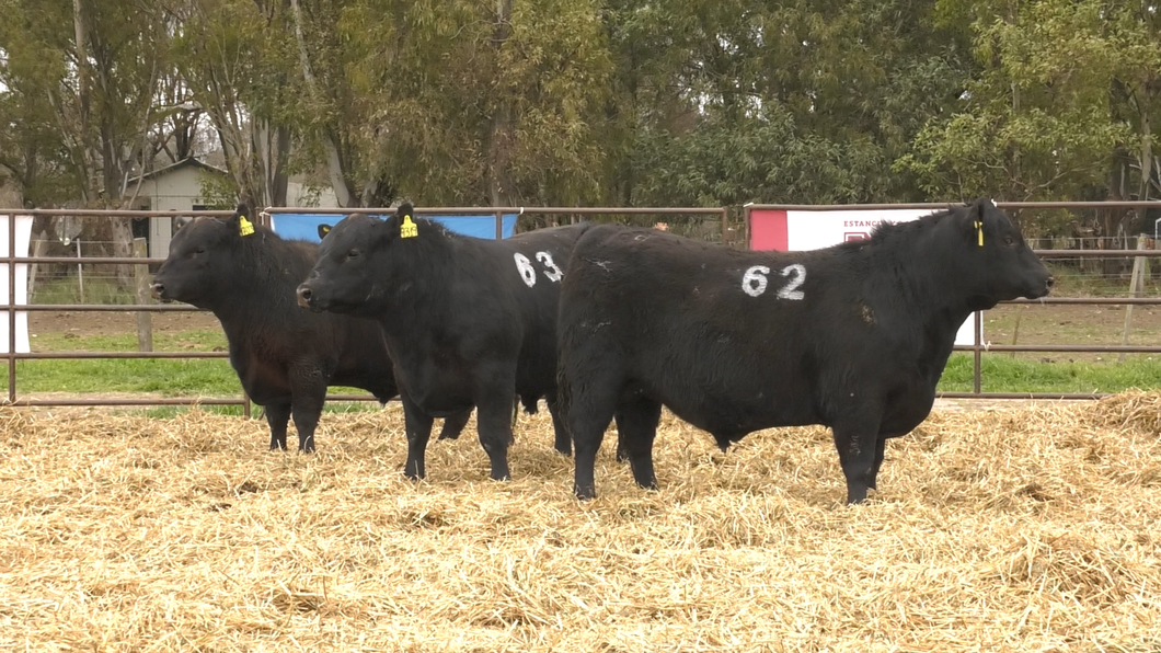 Lote TOROS ANGUS NEGROS PC