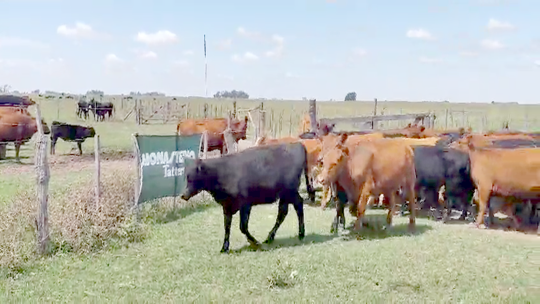 Lote 34 Terneros/as