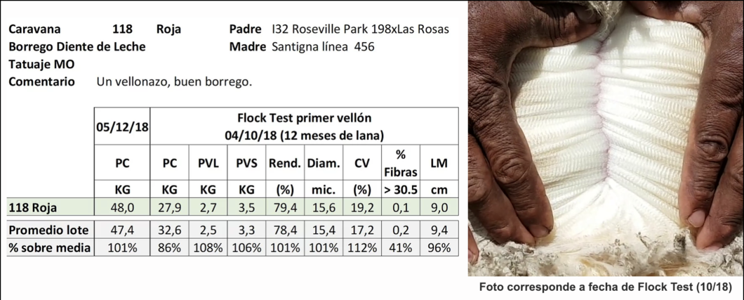 Lote Caravana 118