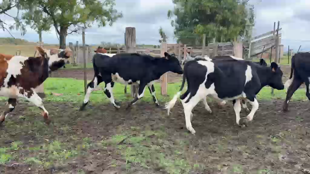 Lote TERNEROS