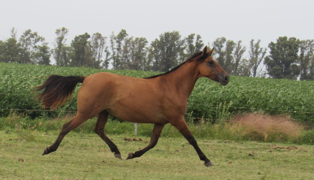 Lote Comparsa Don Miguel