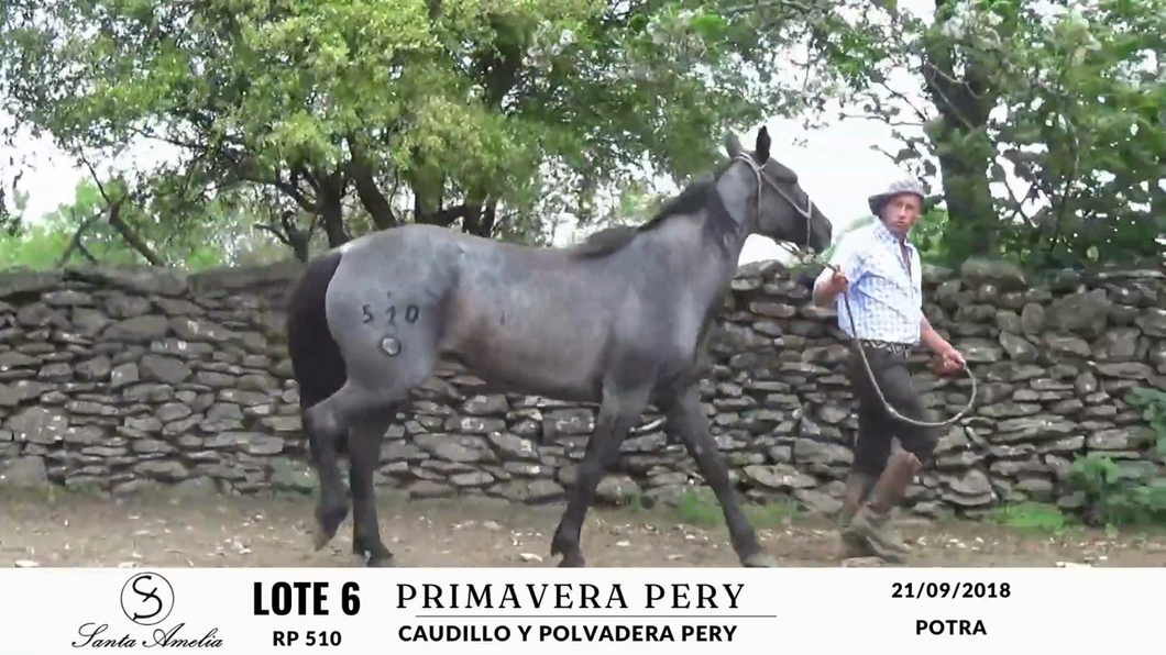 Lote PRIMAVERA PERY