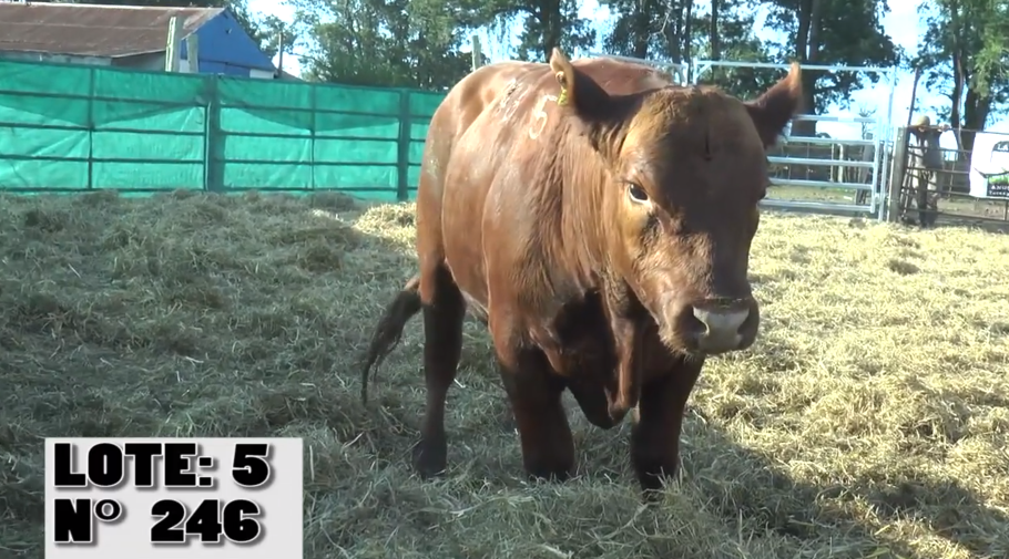 Lote 3 Toros a remate en La Empastada, Salto