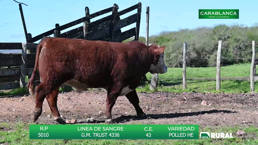 Lote TOROS POLLED HEREFORD