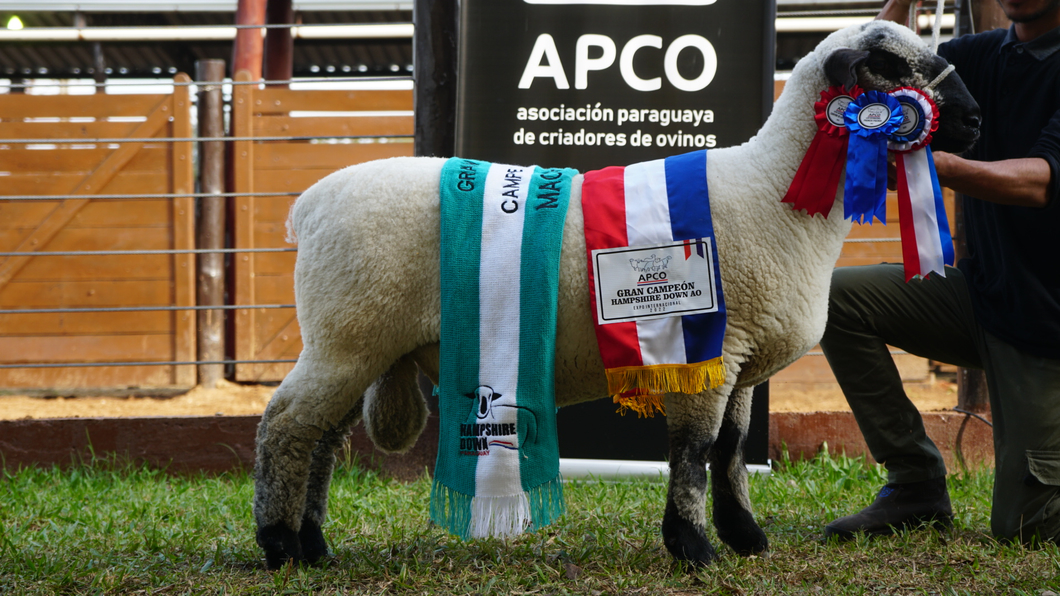 Lote Hampshire Down Expo Internacional 2022 - Lote 30