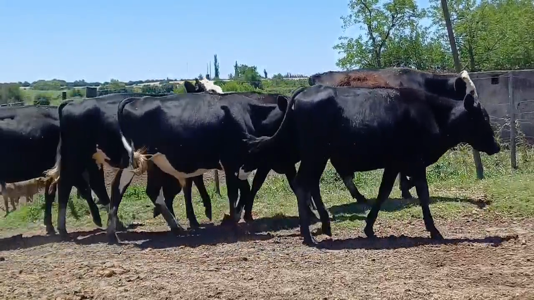 Lote NOVILLOS HOLANDO
