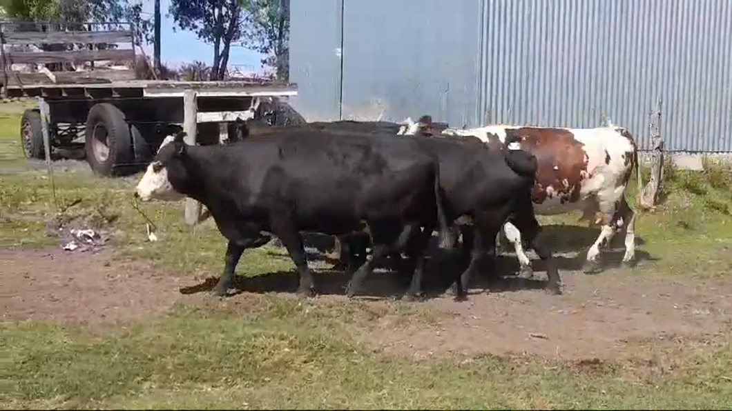 Lote 6 Vacas de Invernada CRUZAS a remate en #42 Pantalla Carmelo  495kg -  en COLONIA ARRUE