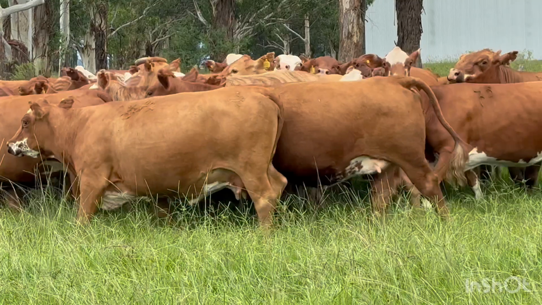 Lote 34 Vaca Consumo y exportación en Corrientes, Mercedes