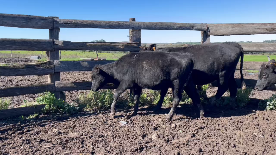 Lote TERNERAS