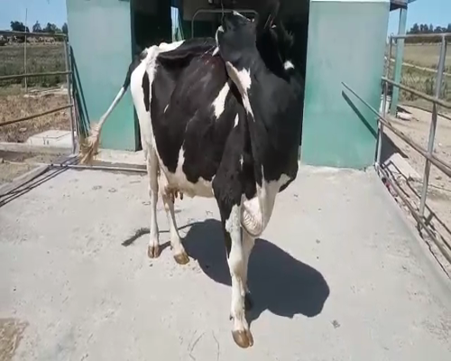 Lote Vaca