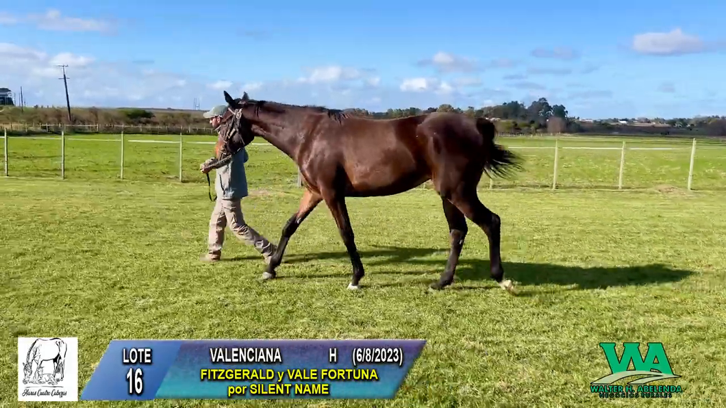 Lote VALENCIANA