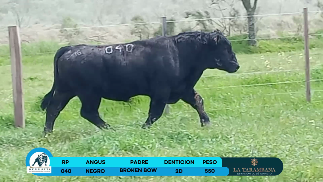 Lote Toros Angus a remate en Los Clase A 550kg - , Rocha