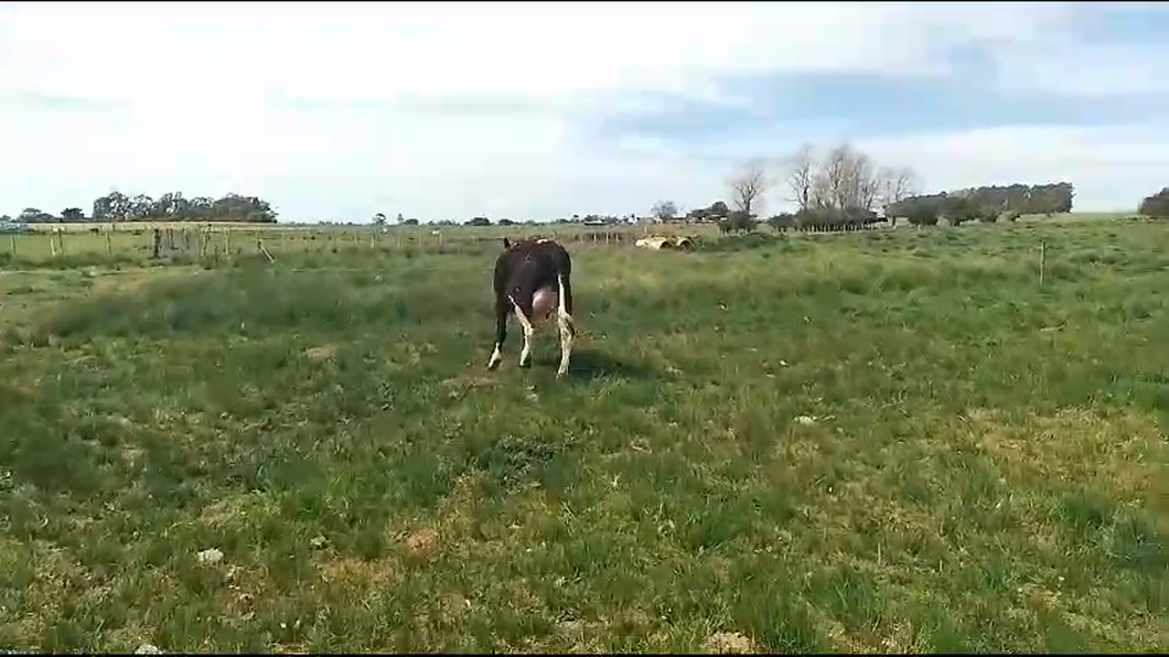 Lote (Vendido)Vaquillonas  Holando a remate en Remate por pantalla de la Exposición de San José en Coronilla