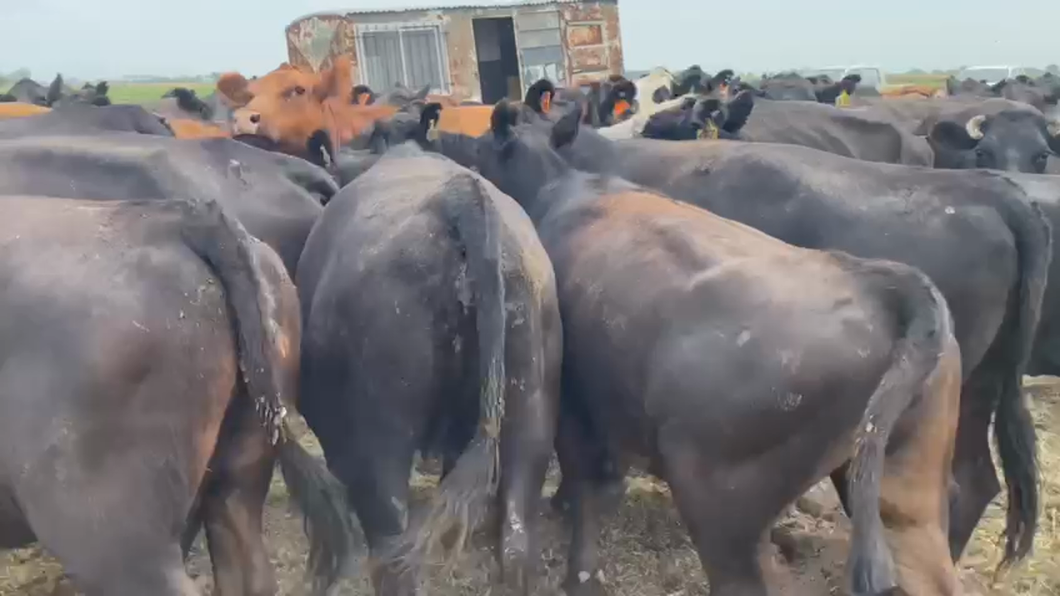 Lote 35 Vacas medio uso C/ gtia de preñez en Navarro, Buenos Aires