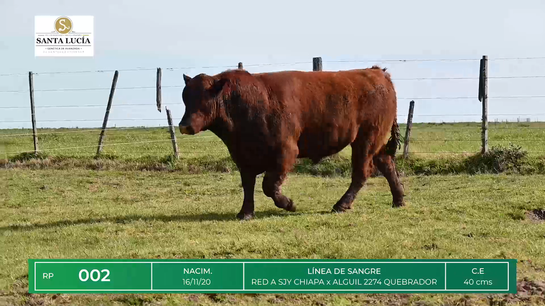 Lote TOROS ANGUS