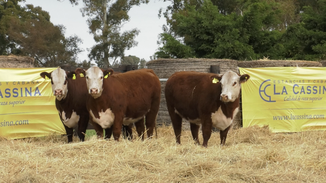 Lote VAQUILLONAS HEREFORD PARICION OTOÑO