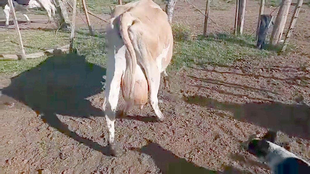Lote Vacas de Invernada YERSEY a remate en REMATE POR PANTALLA 390kg - , San José