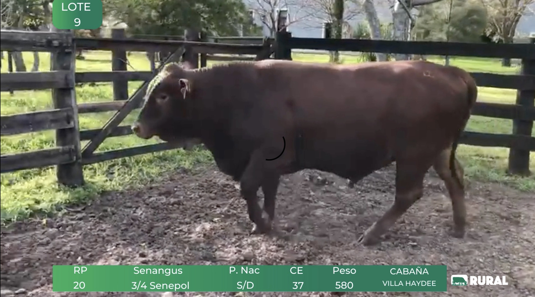 Lote Toros RP 20-21