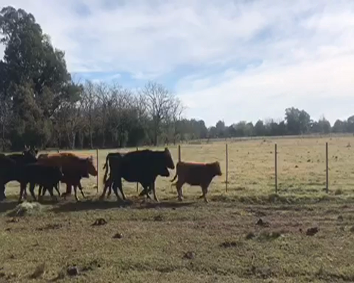 Lote 5 Vacas Usadas con cría en Brandsen, Buenos Aires