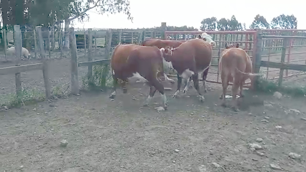 Lote 4 Vacas de Invernada HEREFORD Y ANGUS a remate en REMATE POR PANTALLA 500kg - , San José