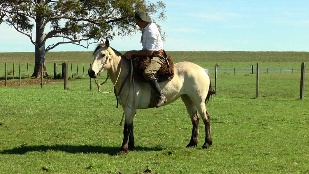 Lote GARZA LA CARRETA