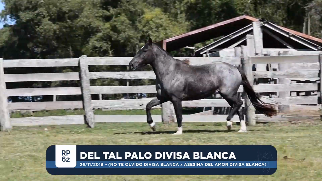 Lote DEL TAL PALO DIVISA BLANCA