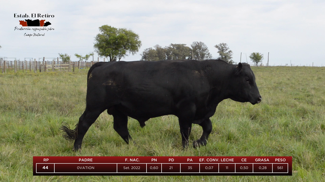 Lote Toros a remate en El Retiro, Artigas