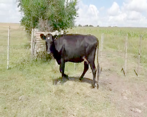 Lote Vacas de Invernada HOLANDO a remate en Pantalla Camy 450kg - , San José