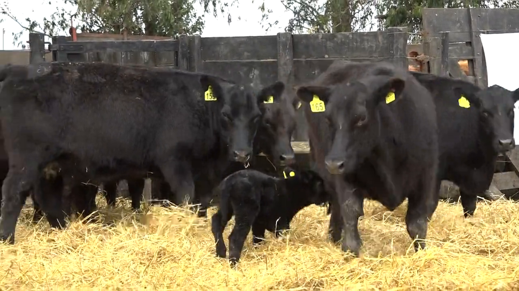 Lote Vaquillonas PC  "Santa María"  de Inverdan S.A.