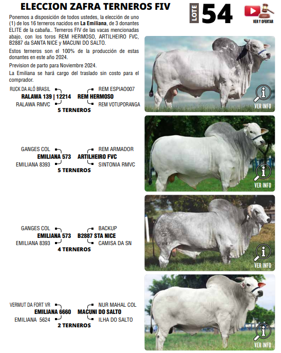 Lote LOTE 54 - ELECCION ZAFRA TERNEROS FIV