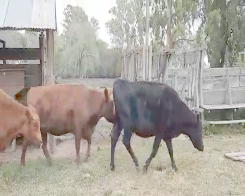 Lote 8 Vacas de invernar en Pellegrini, Buenos Aires