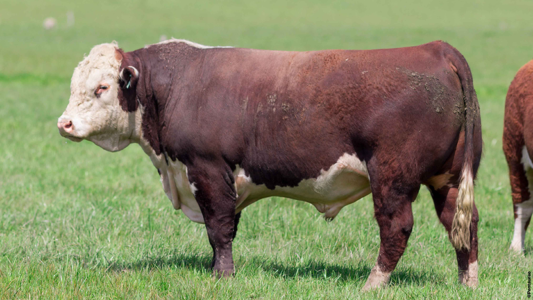 Lote Toros 1308 1312 1347