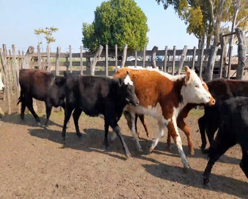 Lote (Vendido)20 Terneras 5 HE,  2 HE X RA,  1 RA,  2 AA X NO a remate en 9vo Remate Virtual 218kg - , Colonia