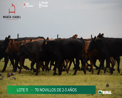 Lote Novillos 2-3 años