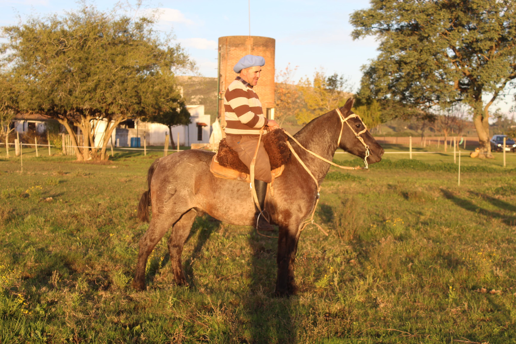 Lote GRINGO RISUEÑO