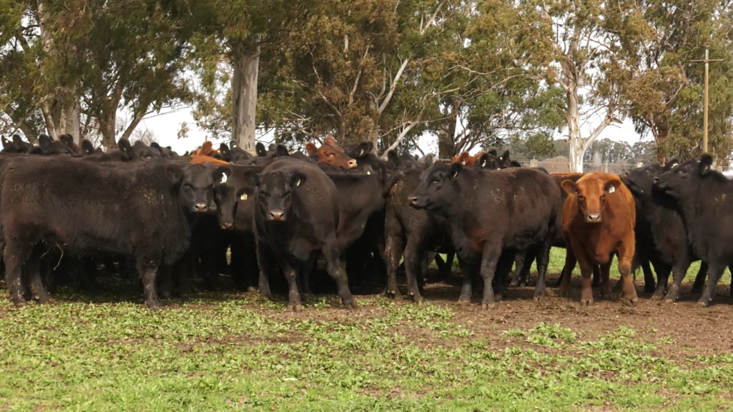 Lote 10 VAQUILLONAS PURAS POR CRUZA