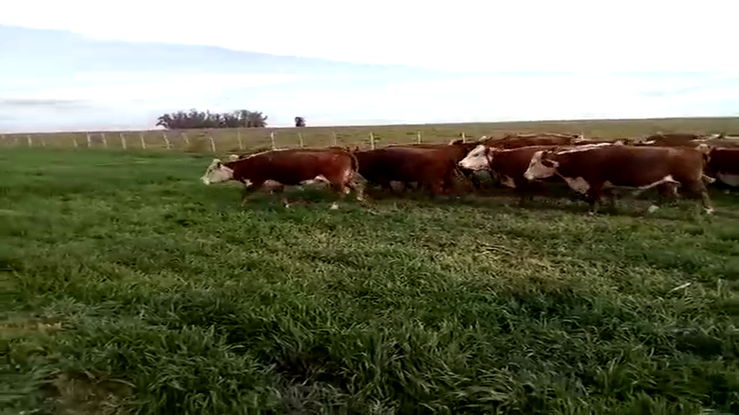 Lote 69 Vacas de invernar en Entre Ríos, Federación
