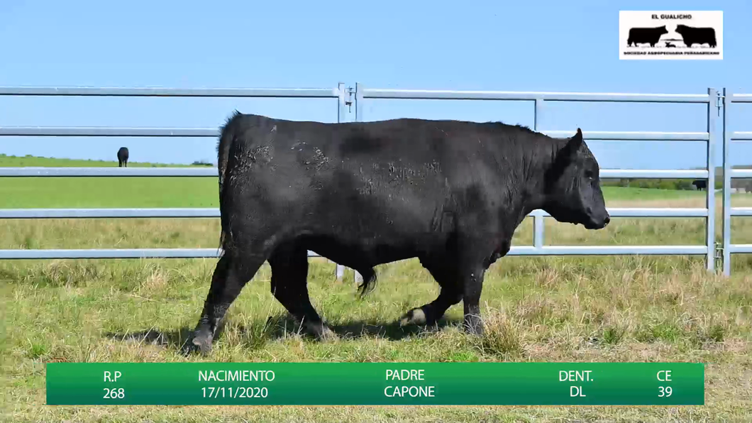 Lote TOROS EL GUALICHO